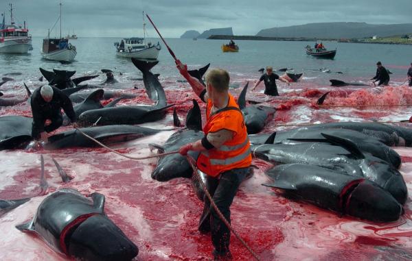 jilleeeebean's tweet photo. #Faroeislands Where the people take pride in bathing in blood. #standup250 #boycottdenmark #EU #opkillingbay http://t.co/tuSklEWObv