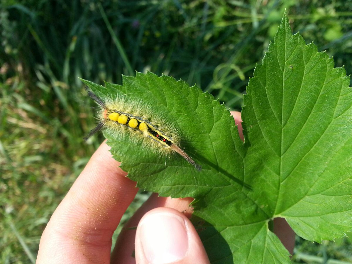 Blackriverhops On Twitter White Marked Tussock Moth Caterpillar