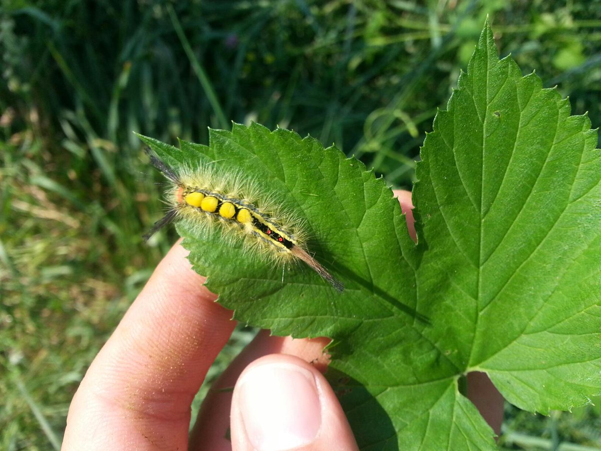 White Marked Tussock Moth Caterpillar w toxic hair tufts in the #hopsyard. No defolliation occurring! #organic #hops