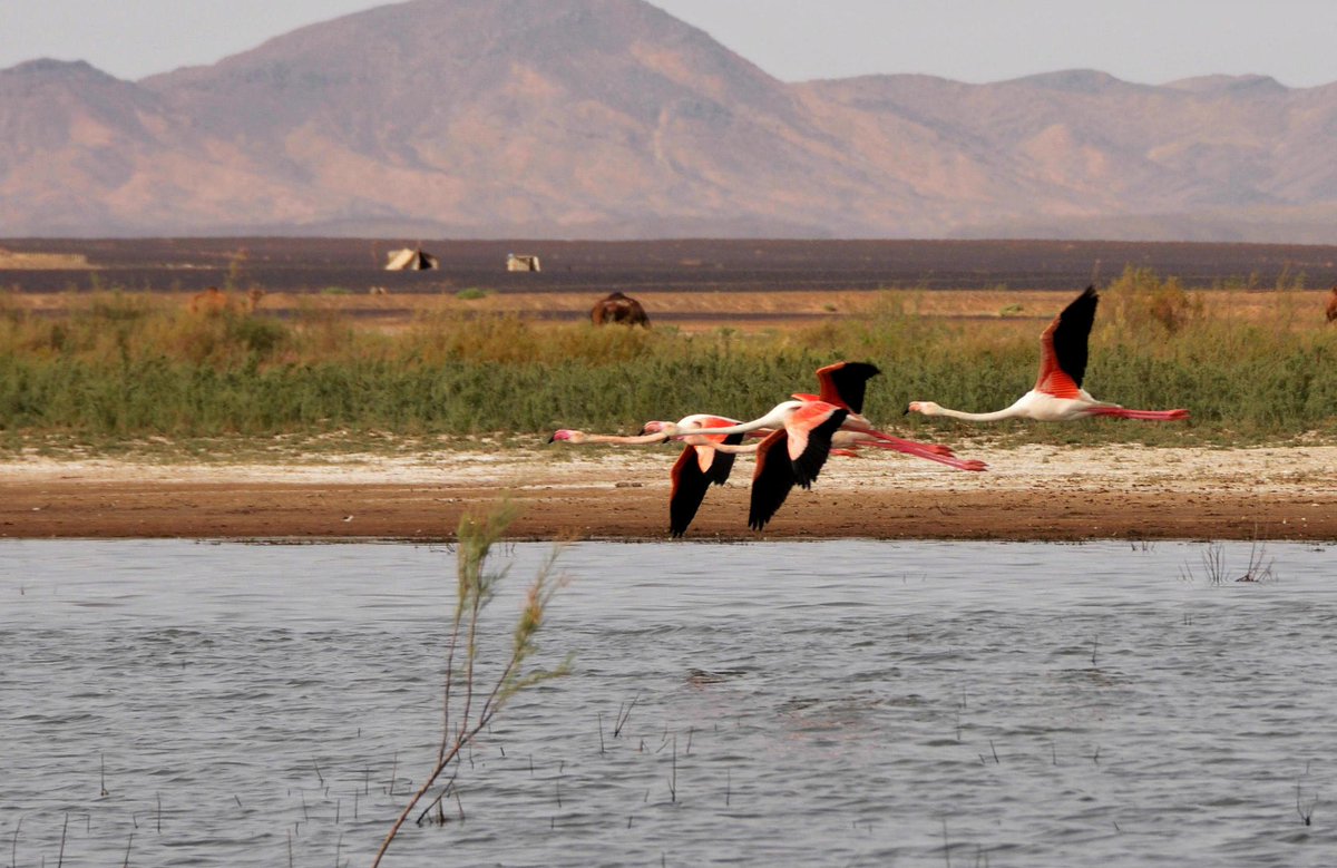 terrasseouarz's tweet photo. Merzouga, le lac saisonnier Dayet Srij #ErgChebbi et les flamants roses #sitenaturel #désert #Maroc ©Michel Edme http://t.co/TBMxEFTkDP