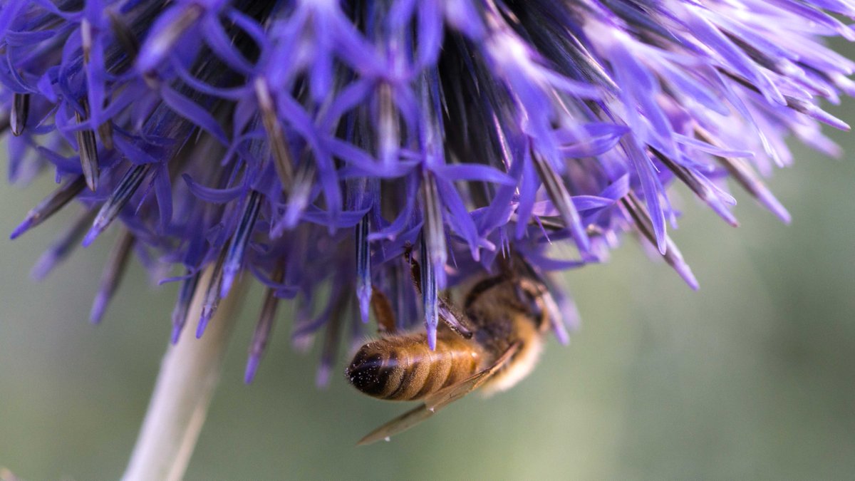 SteveOnSpeed's tweet photo. Check this out - managed to get this bee's ass in perfect focus. #asscandy #nature http://t.co/ptj8zfMcwo