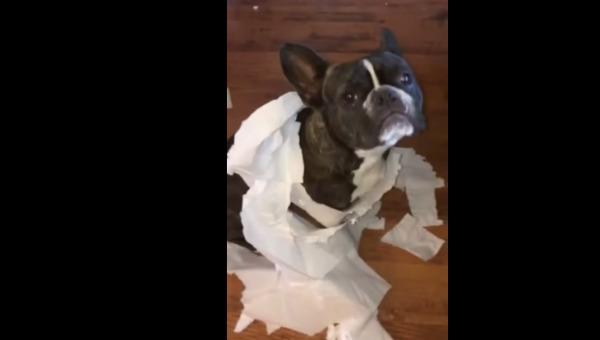 rcnmundo's tweet photo. [VIDEO] Este perro delató a su 'amigo' por hacer daños en la casa http://t.co/5uawW6zCgP http://t.co/GQ8xbov2hq
