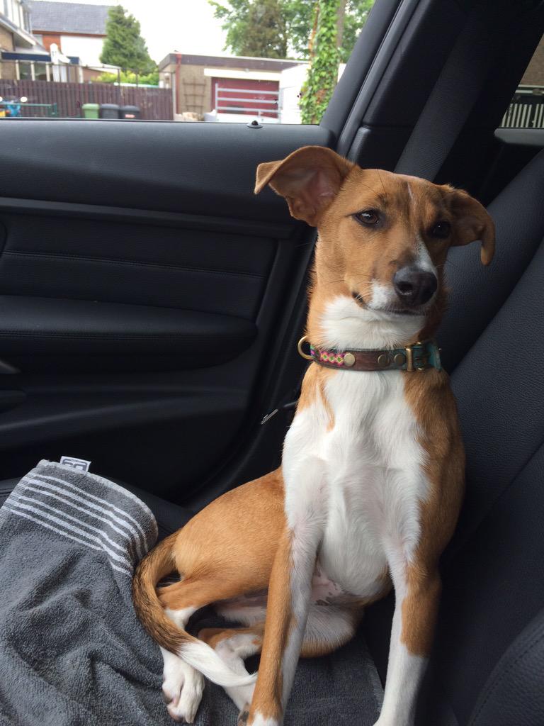 Onze 'Puck' van 9 mnd is de deur uitgerend. Als je hem ziet neem aub contact met me op. #dordrecht #dubbeldam