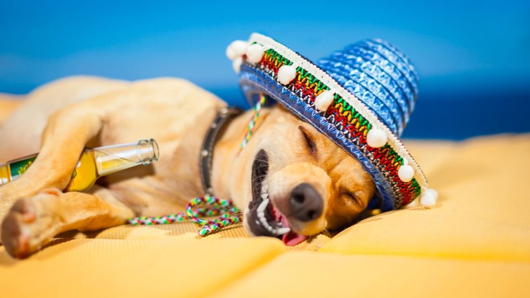 Eater's tweet photo. An Indiana brewery Is now making a beer for dogs http://t.co/V47aSesKPy http://t.co/riJE34I8xi
