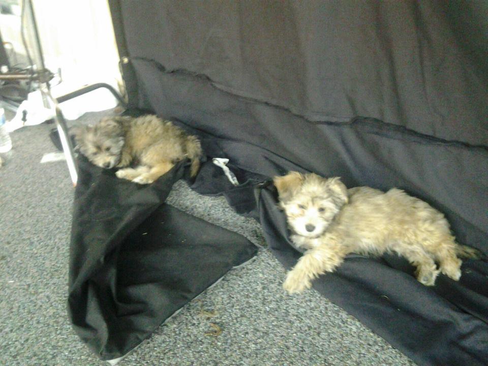 abelcine's tweet photo. Who needs sandbags when you've got sleepy puppies? Original: http://t.co/VuBUEjU3NW #filmmakerhumor #TGIF http://t.co/MxTgk4IQgQ