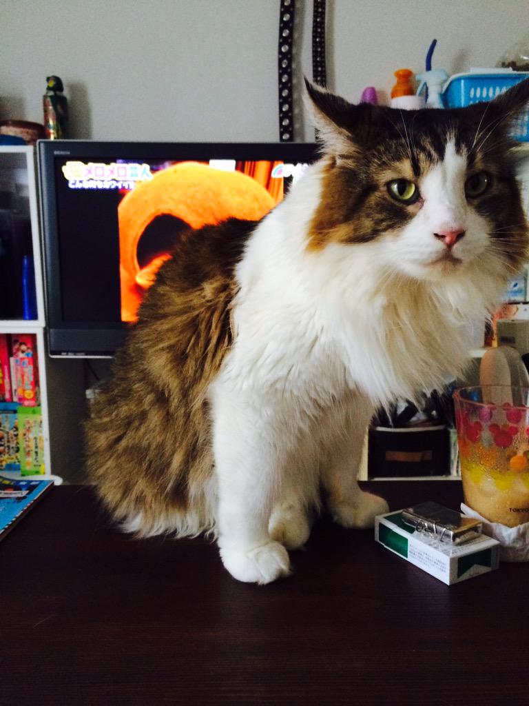 猫メロメロ芸人 Twitter Search 猫メロメロ芸人 Twitter Search