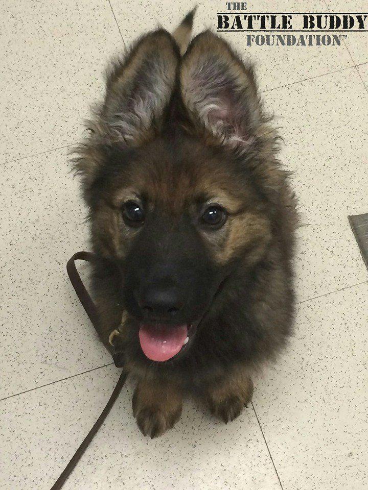 BattleBuddyPTSD's tweet photo. The Battle Buddy Foundation's little fuzzy shepherd puppy, working on some foundational training. http://t.co/CszCcQJDOI