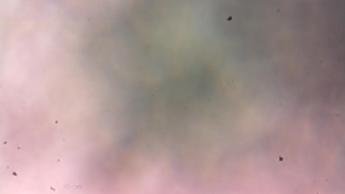 Diy microscope tweet media