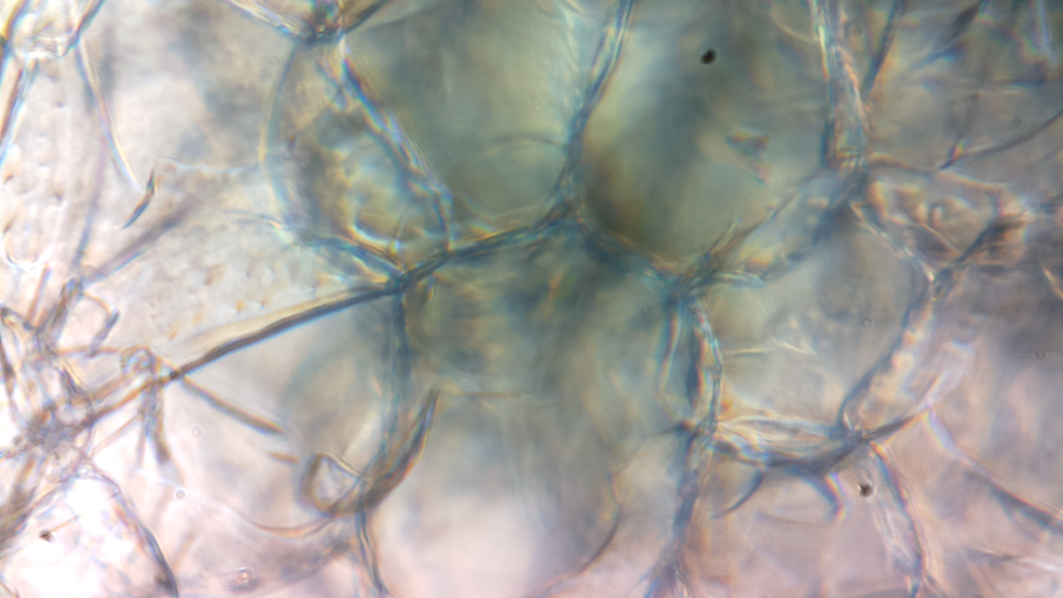 Diy microscope tweet media