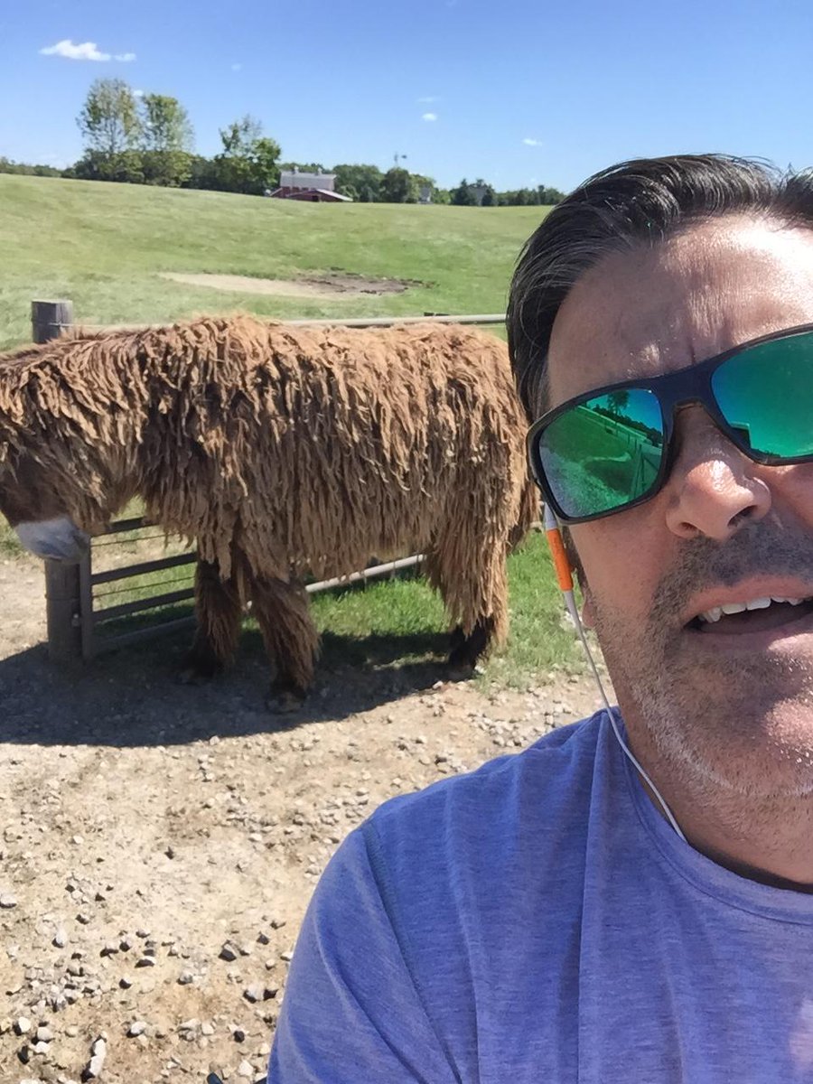 Shy lunchtime run observer @ Dominos Farms. #MarleyMule #PoitouDonkey No selfies w/pasture mate #longhornsteer