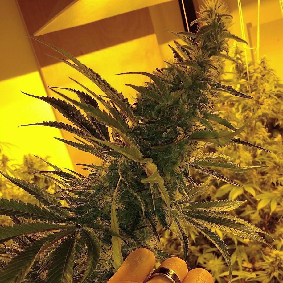 ClimaGrow's tweet photo. #ClimaGrown by Deepwater Botanical #cannabis ๐๐ณ๐ฅ #GrowWithTheBest #TopNotchGrow #JuicedGrow http://t.co/Q6NMuz5xTX