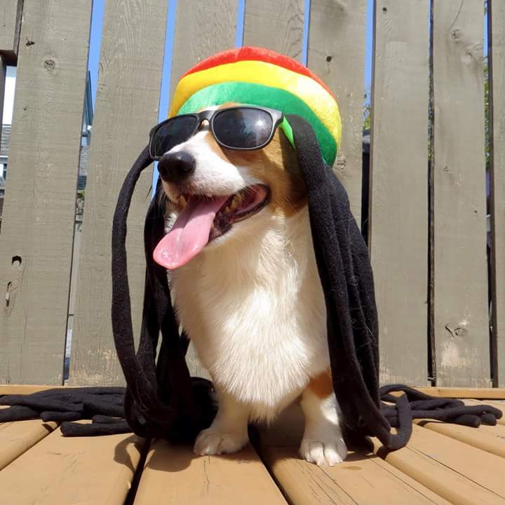 STUDY: Dogs Happiest Listening To Reggae, Soft Rock... CM9Vk66WIAAyzE8