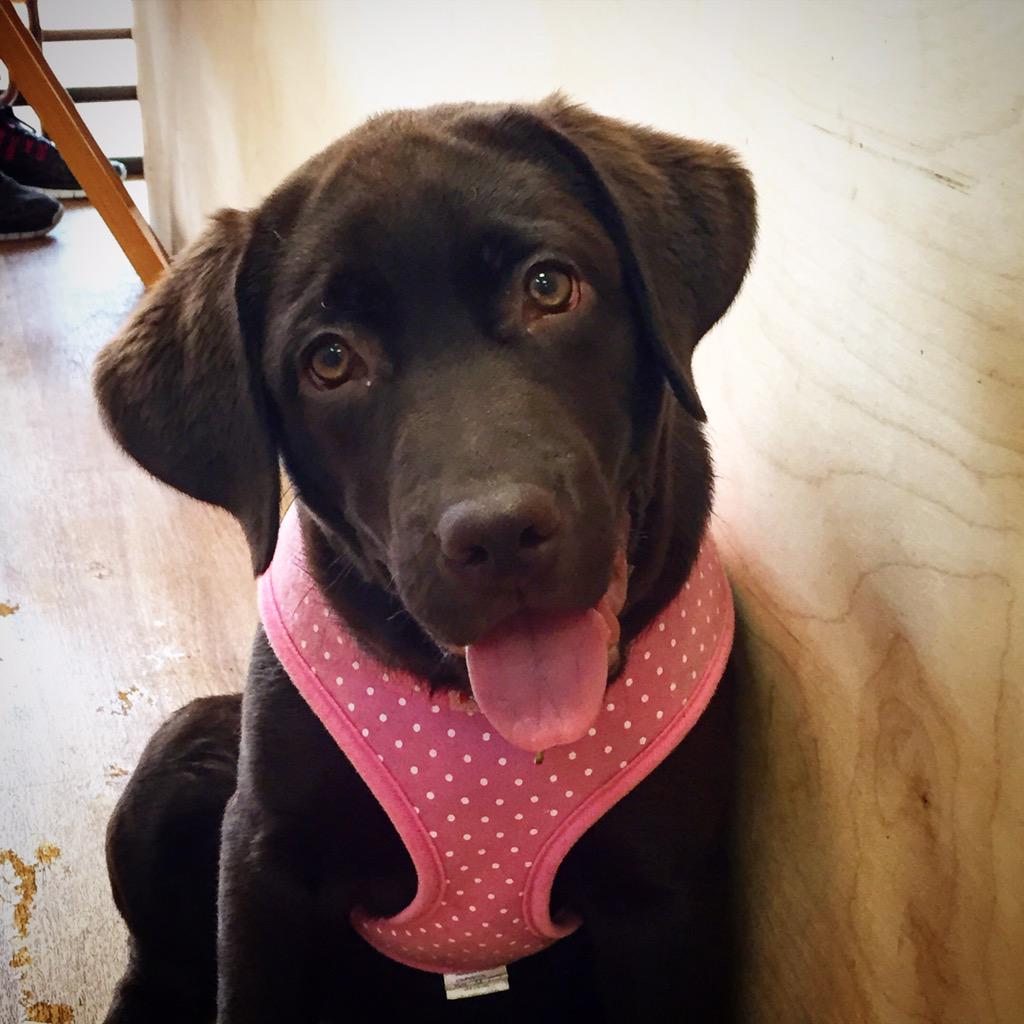 doggycaffe's tweet photo. ❤️🐶dog of the day🐶❤️ #chubbychops #cafe #labrador #brown #puppy #dogs #doglover #dogfriendly #Brighton #hove http://t.co/osRaa3BZ42