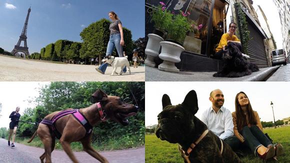 犬のアテレコを聴いてると暴れ出したくなる不思議な番組 世界わんわんドキュ Togetter