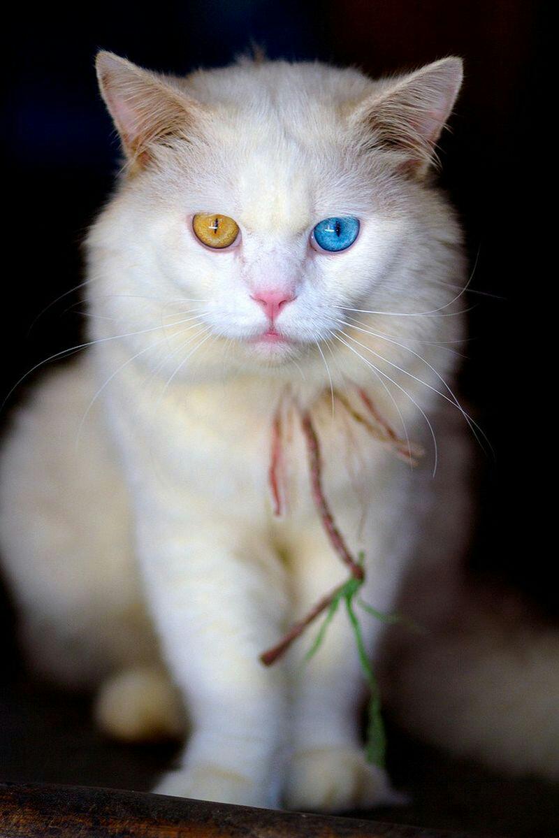 cute pets  (@cutepetsevryday) on Twitter photo 