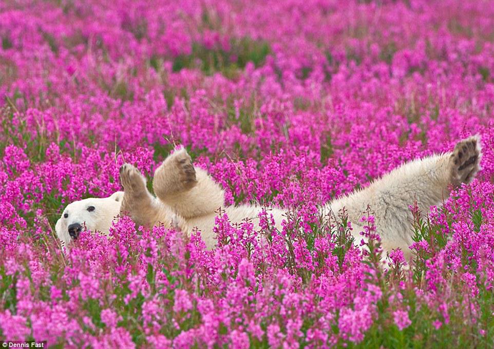 Imgur on Twitter: "A polar bear frolicking in flowers because Friday