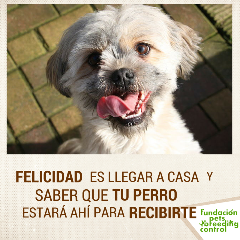 PetsBreeding tweet picture
