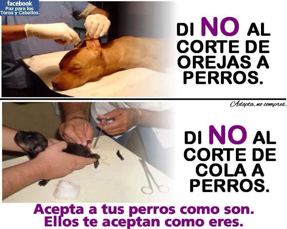 Esto es mutilación y NO es necesario.