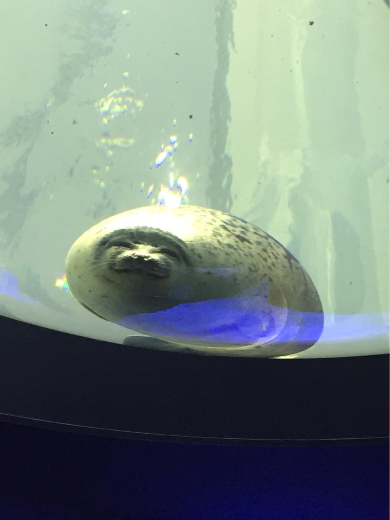 海遊館の微笑むアザラシがカワイイ Twitterで注目集める ライブドアニュース 海遊館の微笑むアザラシがカワイイ Twitterで注目集める ライブドアニュース