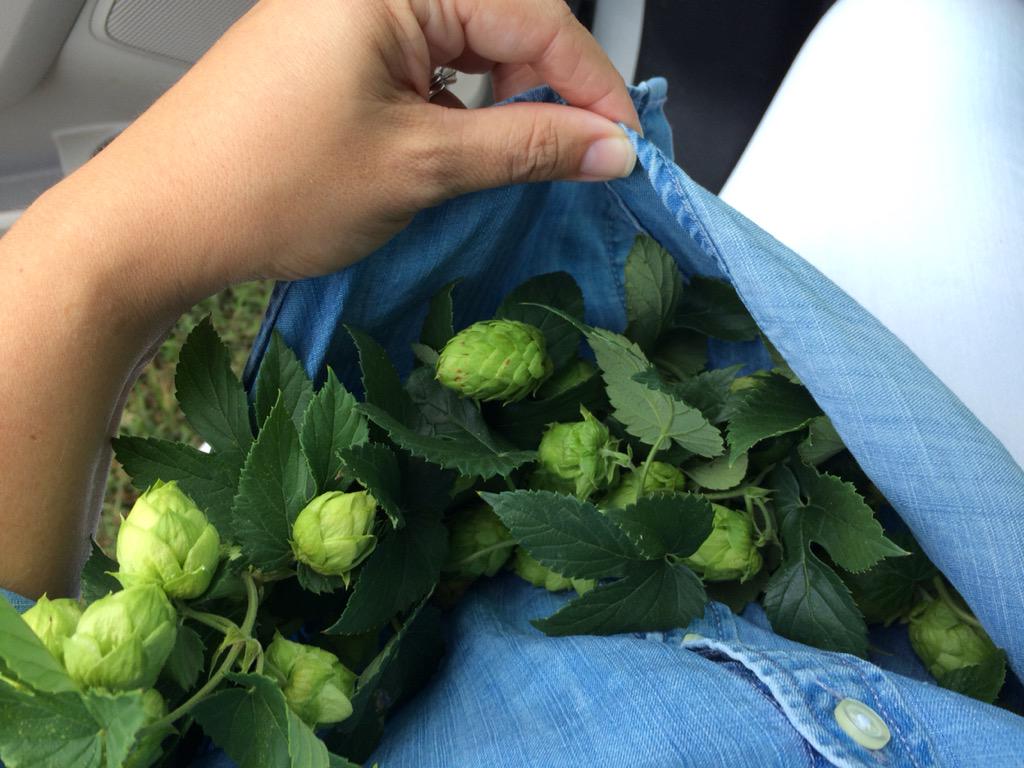 cardinalpine's tweet image. Jenna Leissner at Cardinal Pine farm checking out the hops before the upcoming harvest. #ncbeer #northcarolina #hops