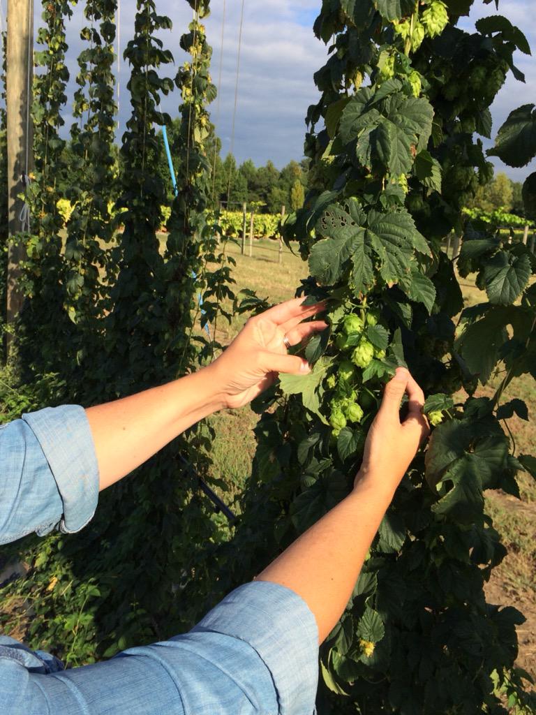 cardinalpine's tweet image. Jenna Leissner at Cardinal Pine farm checking out the hops before the upcoming harvest. #ncbeer #northcarolina #hops