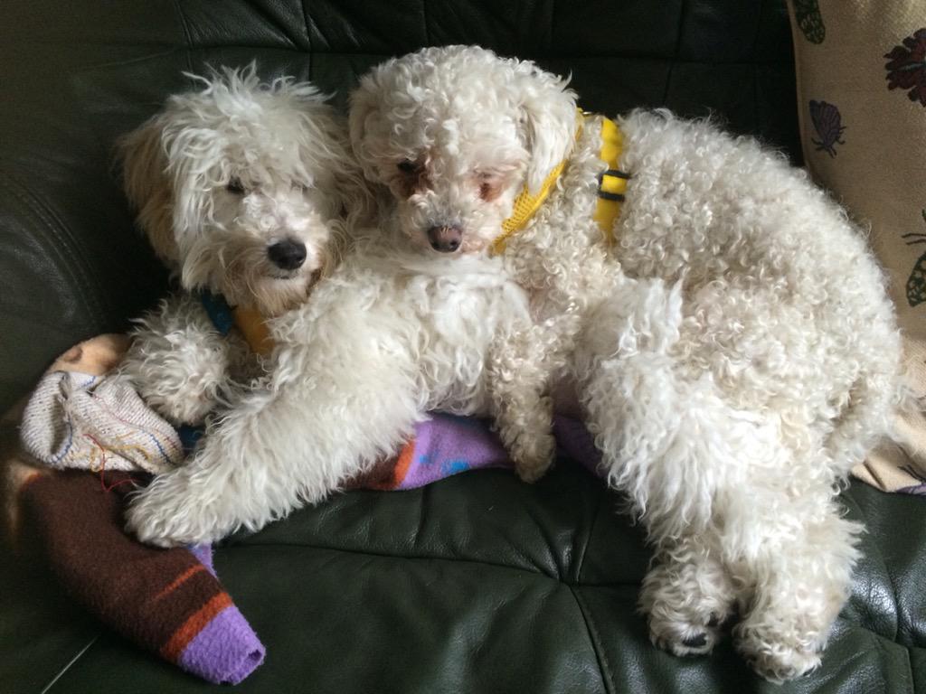Lonesomepoppy's tweet photo. @Ali_play thanks for the RT #rescue #cavaliersinneed http://t.co/OkAeBZyDF2