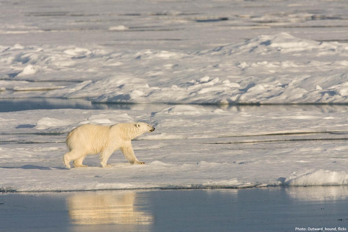 world record polar bear