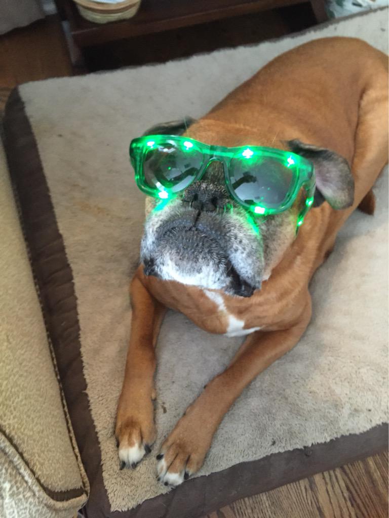 MerMcCarty's tweet image. Thanks @alienvault for the #BlackHat swag, now my dog is seriously stylin'.