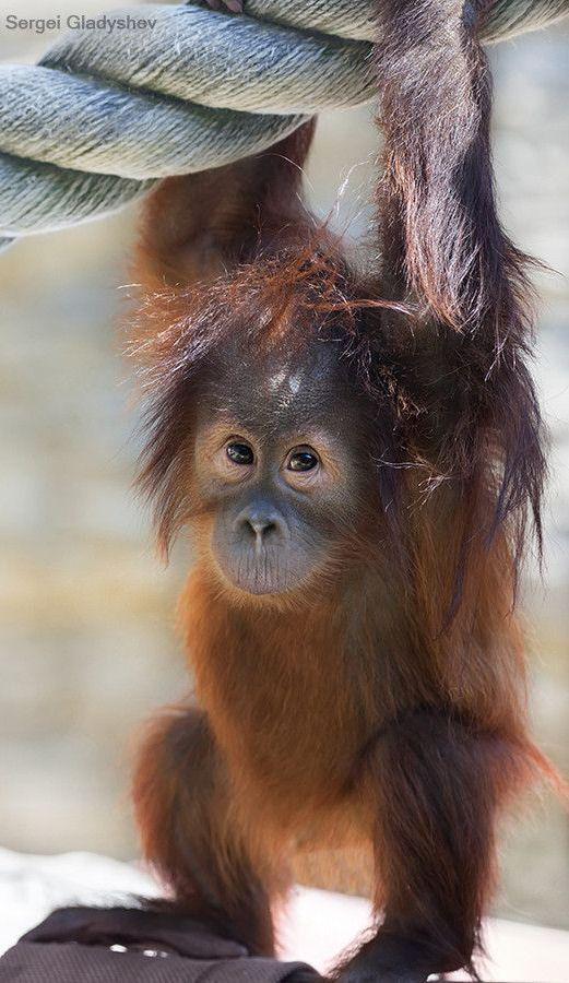 ktouloumis's tweet photo. I love animals so much. I want to go to Borneo and see them. He is so precious http://t.co/Z9KQtdzDYv