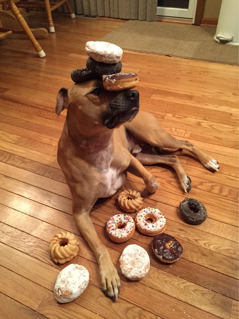 Greendeas's tweet photo. @dogssaving my rescue that was left for dead in a box. He's my rockstar!!! http://t.co/EzlGe7lBNh