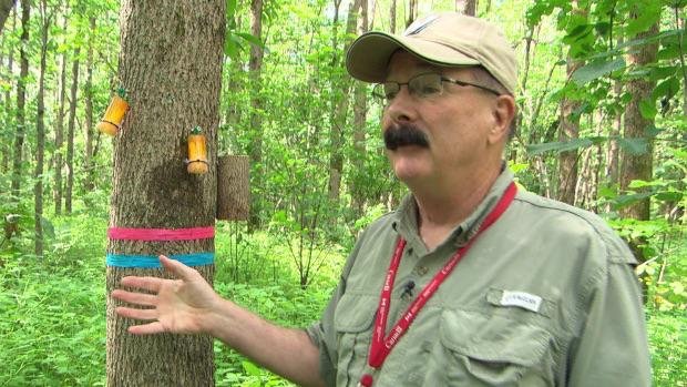 WhitehavenCA's tweet photo. Oobius agrili, parasitic wasp, introduced to Ontario to fight emerald ash borer
http://t.co/aIsmAOOw50 http://t.co/egEGpfJSAN