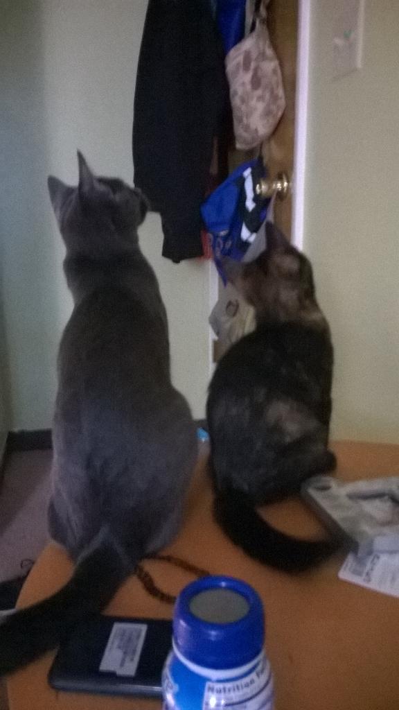 leilathekitten's tweet photo. #soulsisters #Russiablue #calico #torbie #cats #kittens #adorable #sweet #Luna #autumn http://t.co/WszQCGvTtV