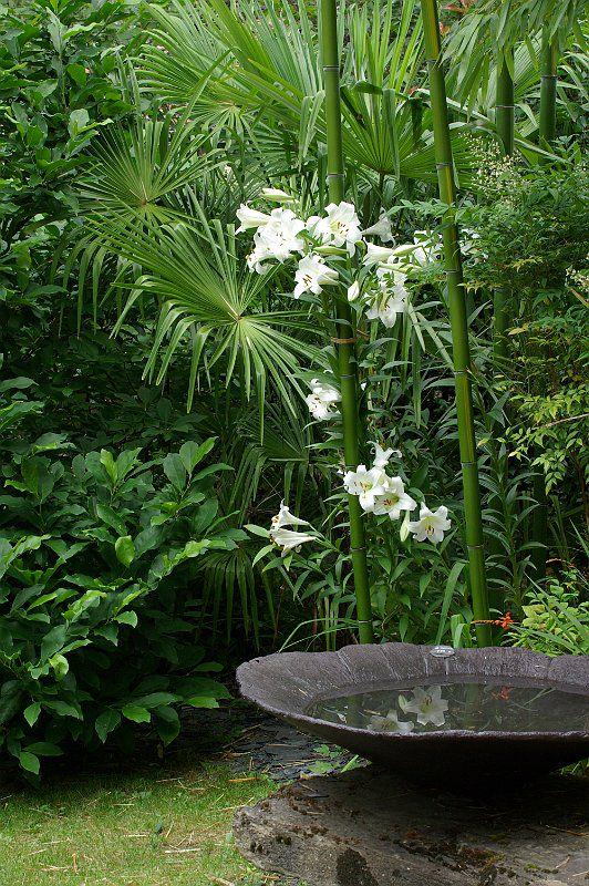 Finfoots's tweet photo. Beautiful tropical gardens #greenbeauty #tropical #gardening #landscaping #nature #plants #熱帶 #園藝 #植物 #大自然 #樹 http://t.co/3k93aPdDmO