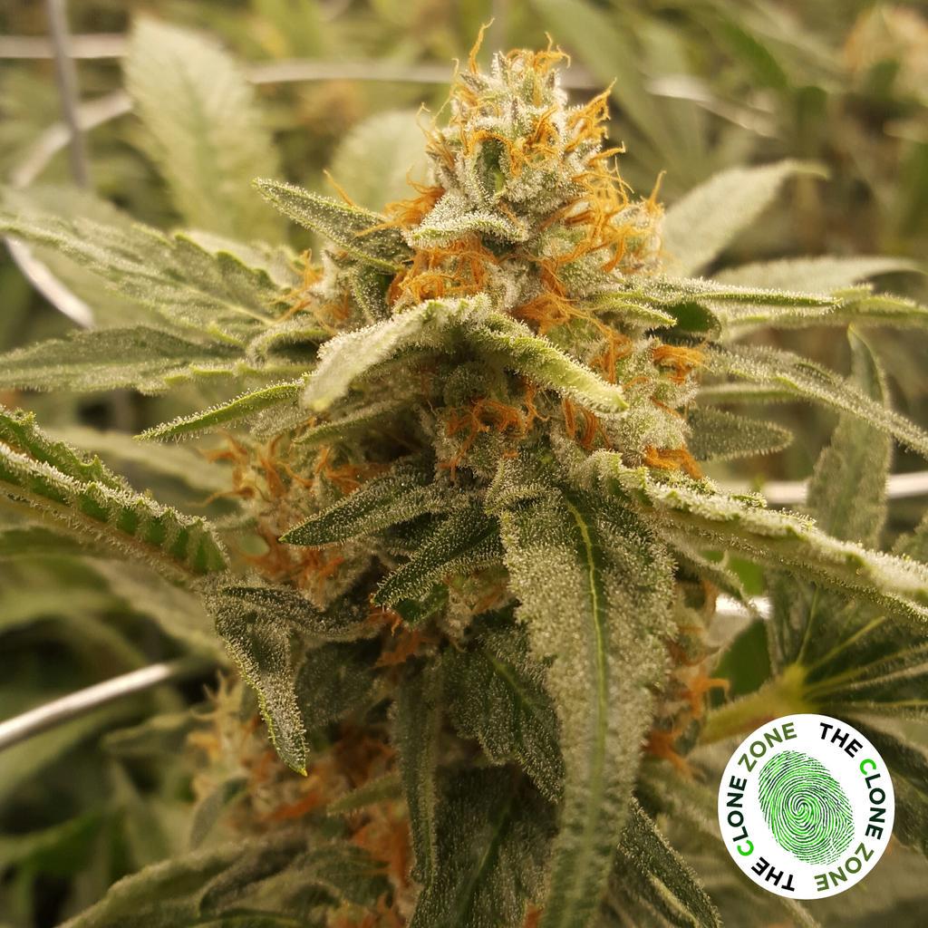 TheCloneZoneWA's tweet photo. Green Crack 😀🔥grown by @smokeypointprod 👍👍 #QualityClonesEveryTime #UDownWithSPP #clones #cannabis http://t.co/x0sLWfj7hA
