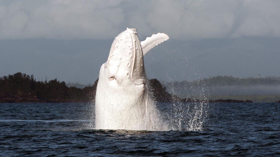 mashable's tweet image. Awesome footage of rare white whale off the coast of Australia on.mash.to/1hsEZLo