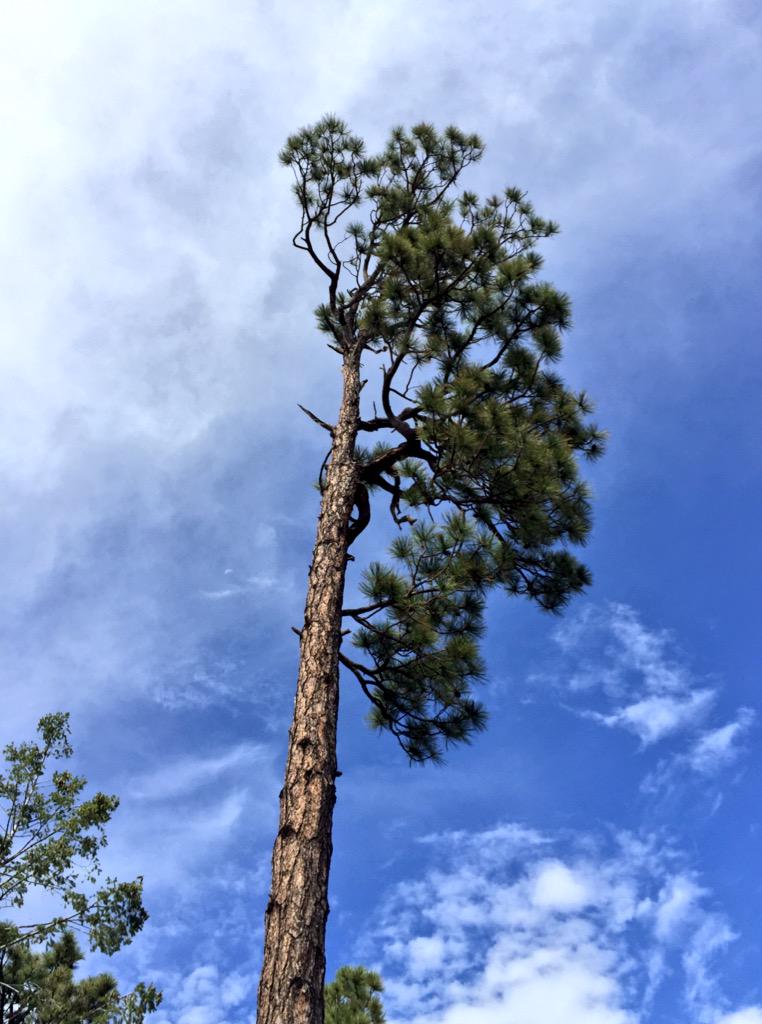 totallytucson's tweet photo. Even pines in the forest like to be different. #respectindividualdifferences #MtLemmon #Tucson #hiking #weekend http://t.co/5hzcGoyRid