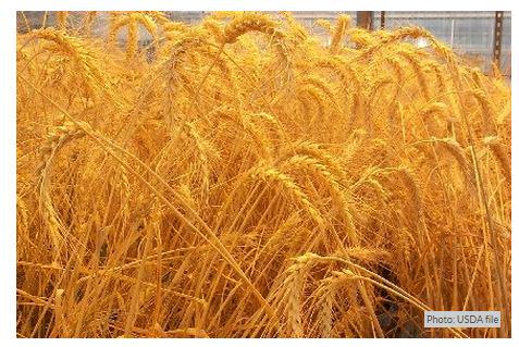 worldnewsdotcom's tweet image. #Scotland to ban GM crop growing #geneticallymodifiedcrops #GMC #GMcrops #crops #biotech

wn.com/a/zlyIRb~f