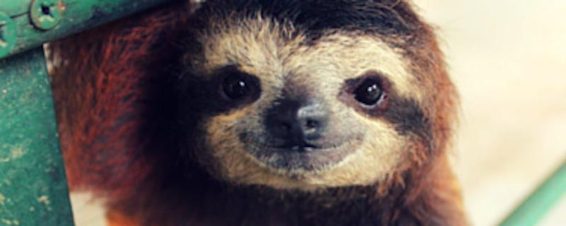 CPAllianceAU's tweet photo. Calling all fellow sloths! Not a fan of hardcore exercise? Got just the thing for you http://t.co/1FmtXjaGuT http://t.co/0XUUCsSPYj
