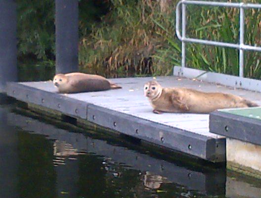 Ang_WaterwaysEA's tweet photo. Some little visitors we discovered at #StIvesLock on the #RiverGreatOuse this morning, more commonly seen at #Earith. http://t.co/JgupX2tGna