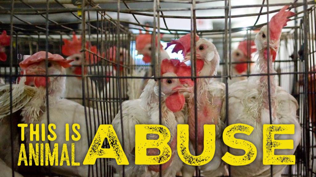 Matt_Dominguez's tweet photo. "#LetsBeBirds in the #egg industry." Said no one, ever. http://t.co/bR1hNCjFOp