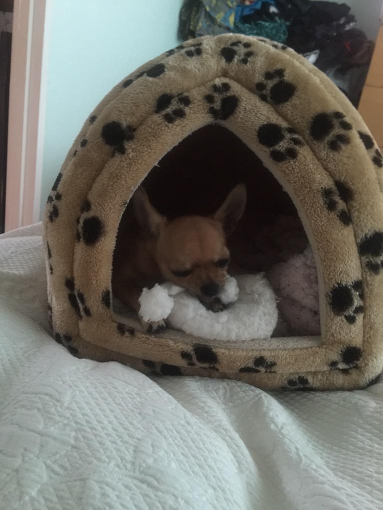 spuddypuppy's tweet photo. Aunty Tracey spent 30 mins looking for her slipper before she gave up, turns out I stole it again mmmwwahah #slipper http://t.co/kLToWFibz1