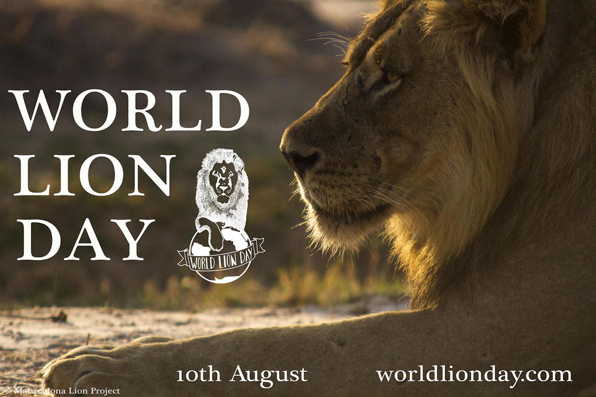 worldlionday's tweet photo. What are YOU doing this World Lion Day? How will YOU make a difference? http://t.co/WXWh1cQAVY