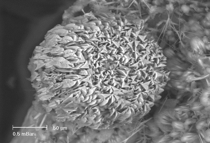 wamuseum's tweet photo. #MineralMonday
Electron microscope image of hemispherical group of #cornwallite crystals on tufts of agardite #Telfer http://t.co/zWJZ024lY9