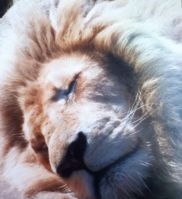 SamDaffodilReed's tweet photo. #WorldLionDay #sleepinglion #beautifulMoto @ParadiseWLPark #lovehim http://t.co/o9KWwgaAqM