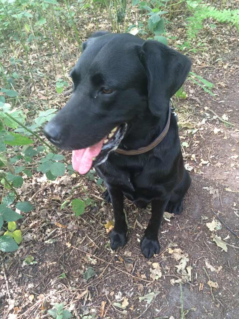 ekaren84's tweet photo. karen added a dog in #DogLand - http://t.co/MylAuCY6iN #doglandapp http://t.co/W2ohCcNu2W