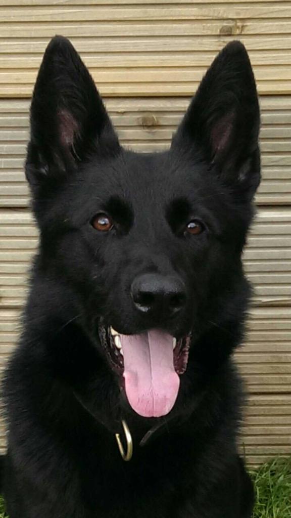 StaffsDogs's tweet photo. ๐จArrest ALERT๐จ 4 detained for commercial burglary @policingstoke by #ARV crew and #Pdpippa. Team Work #Tactical ๐พ๐ http://t.co/I1DXvVcOIs