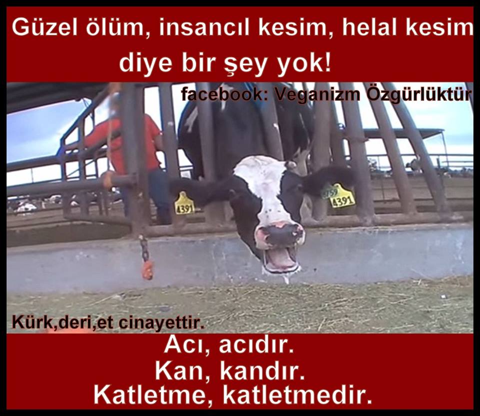 Acısız kesim yoktur. Ölüme götüren yollar aynıdır. bize düşen bu cinayete ortak olmamaktır. goo.gl/zZqehk