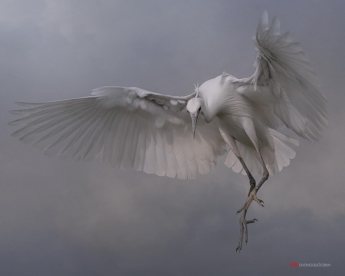 белая хохлатая цапля. птица в полете. журавль в полете. крыло птицы. сипуха белая полярная сова.