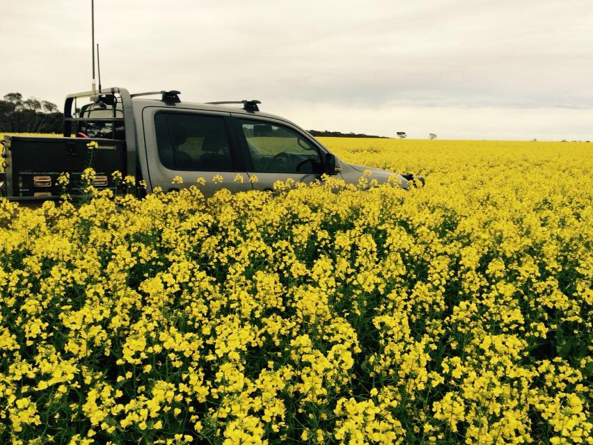 ipaddockapps's tweet image. Loving the vigour of Bonito with the yield (hopefully) of Stingray. Bonito the best of both worlds? #paddockpride