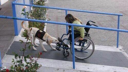 CoinWuTang's tweet photo. El perro siempre será el mejor amigo del hombre. http://t.co/zWvCKuLk8s